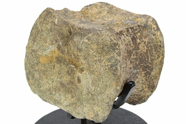 Hadrosaur (Edmontosaurus) Caudal Vertebra w/ Metal Stand- Wyoming #227732